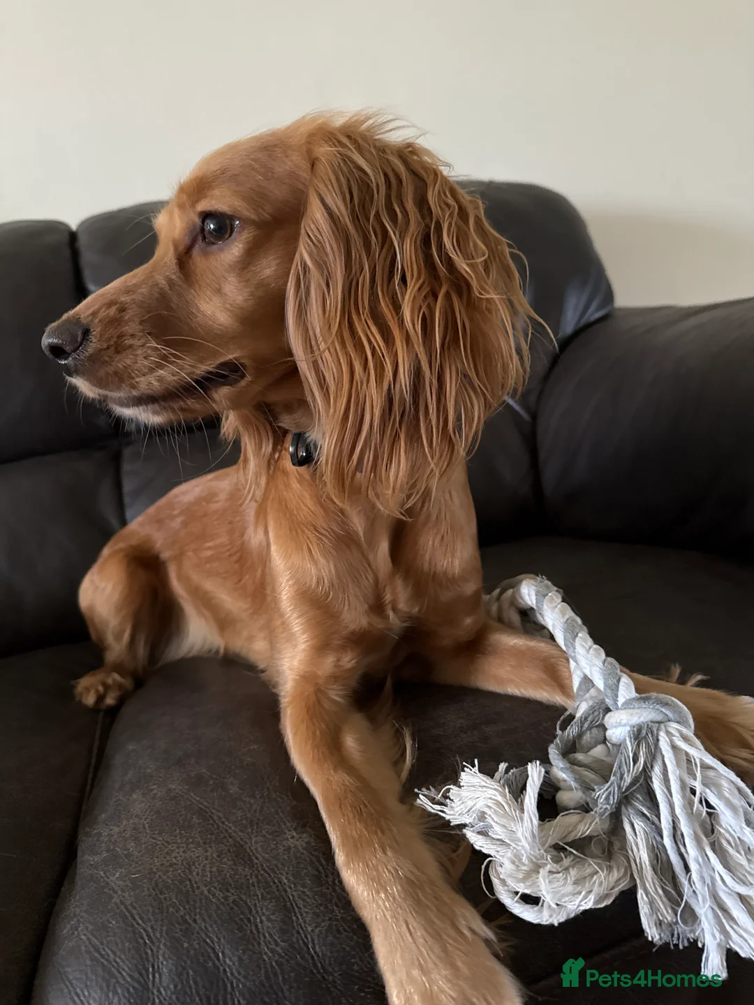 Cocker Spaniel dogs for sale: Loving Cocker Spaniel  - Advert 10