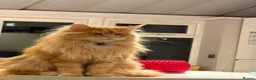 Maine Coon cats for sale: Stunning 2yr Pedigree Maine Coon Girl in Brentwood - Advert 9