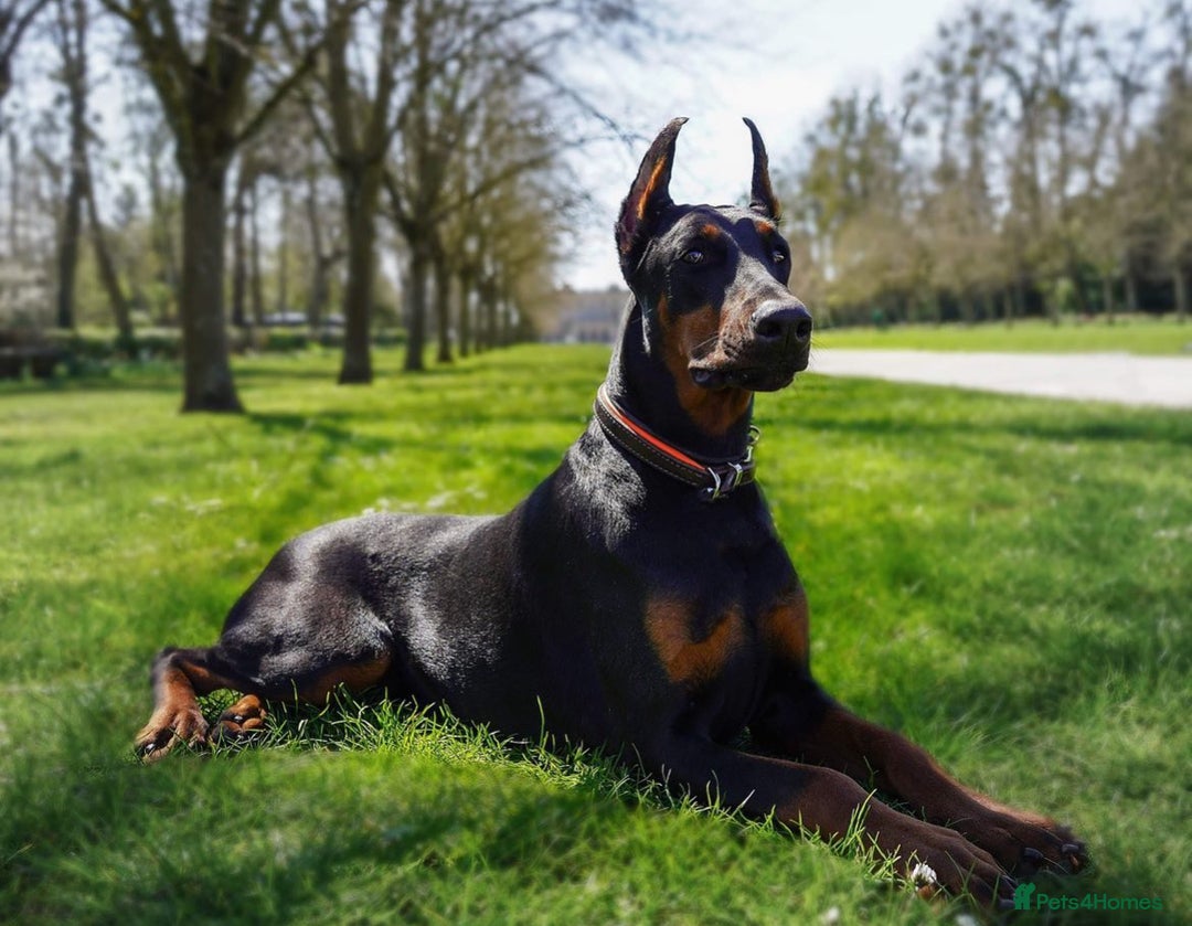 Dobermann dogs for sale: Doberman puppies  - Image 10