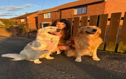 Golden Retriever dogs for sale: Golden retriever puppies  - Image 8