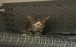 Mixed Breed cats for sale: 3 (unvaccinated) beautiful male kittens for sale.  - Image 2