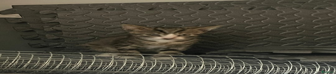Mixed Breed Kitten 2
