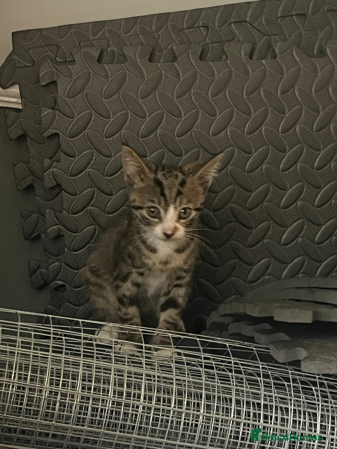 Mixed Breed cats for sale: 3 (unvaccinated) beautiful male kittens for sale.  - Image 2
