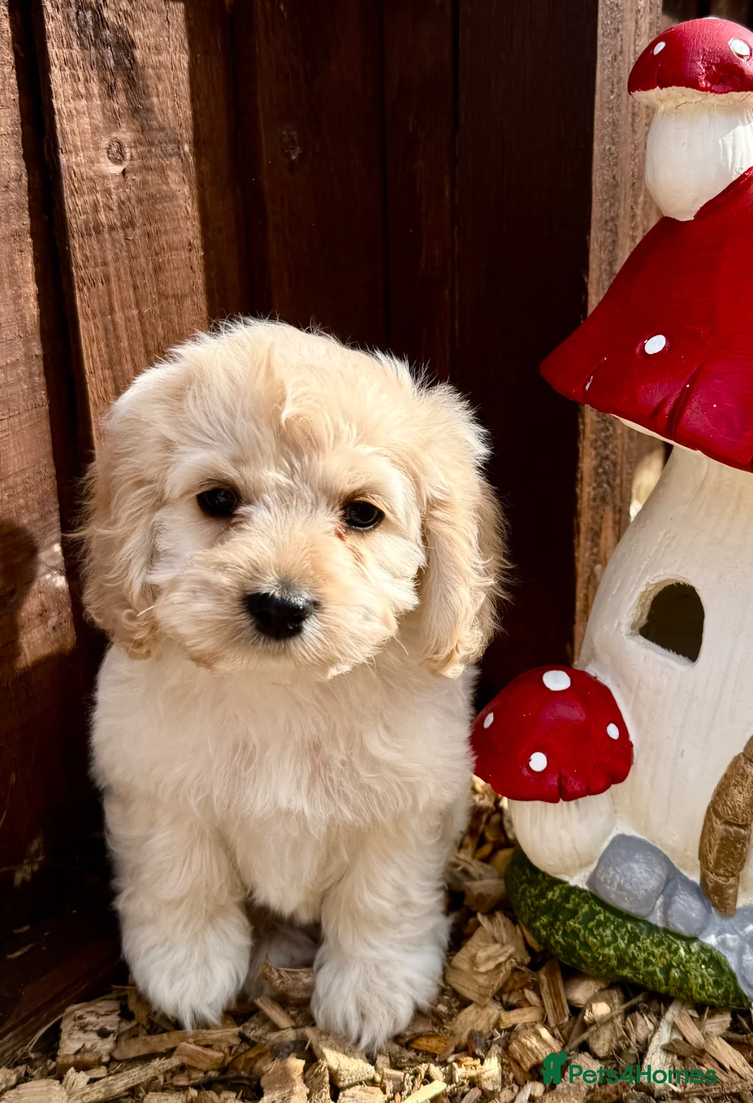 Cockapoo dogs for sale: Beautiful friendly cockapoo puppies  - Advert 2