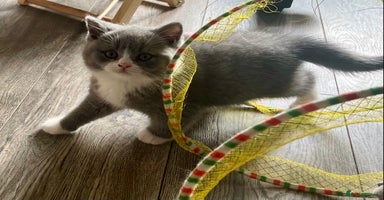 British Shorthair cats - Advert 6