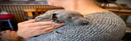 Italian Greyhound dogs for sale: KC Registered Italian Greyhound Girl Puppies - Advert 9