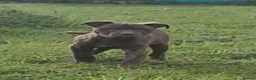 Mixed Breed dogs for sale: Presa Canario/Cane Corso/Mixed Mastiff - Advert 12