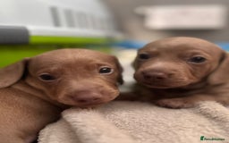 Miniature Dachshund dogs for sale: Friendly& Family -Oriented - Image 16
