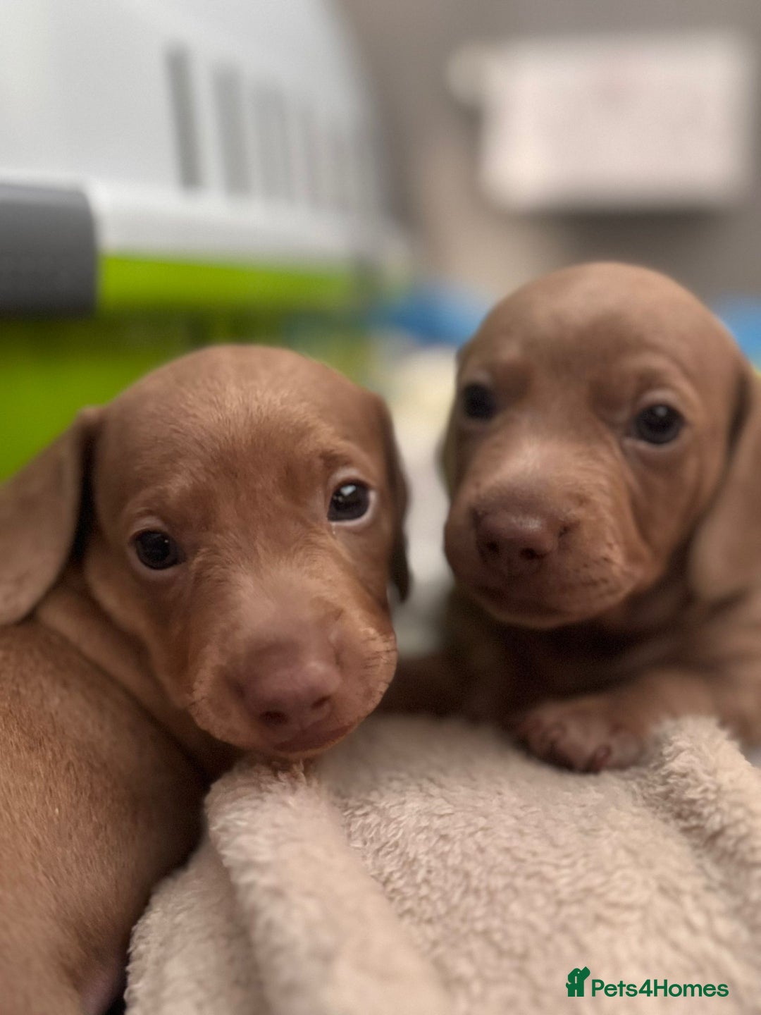 Miniature Dachshund dogs for sale: Friendly& Family -Oriented - Image 16