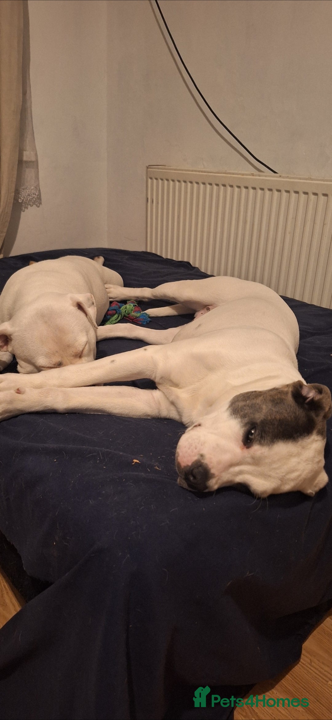 Mixed Breed dogs for sale: 1 year Old staffy×cane corso male  - Advert 8