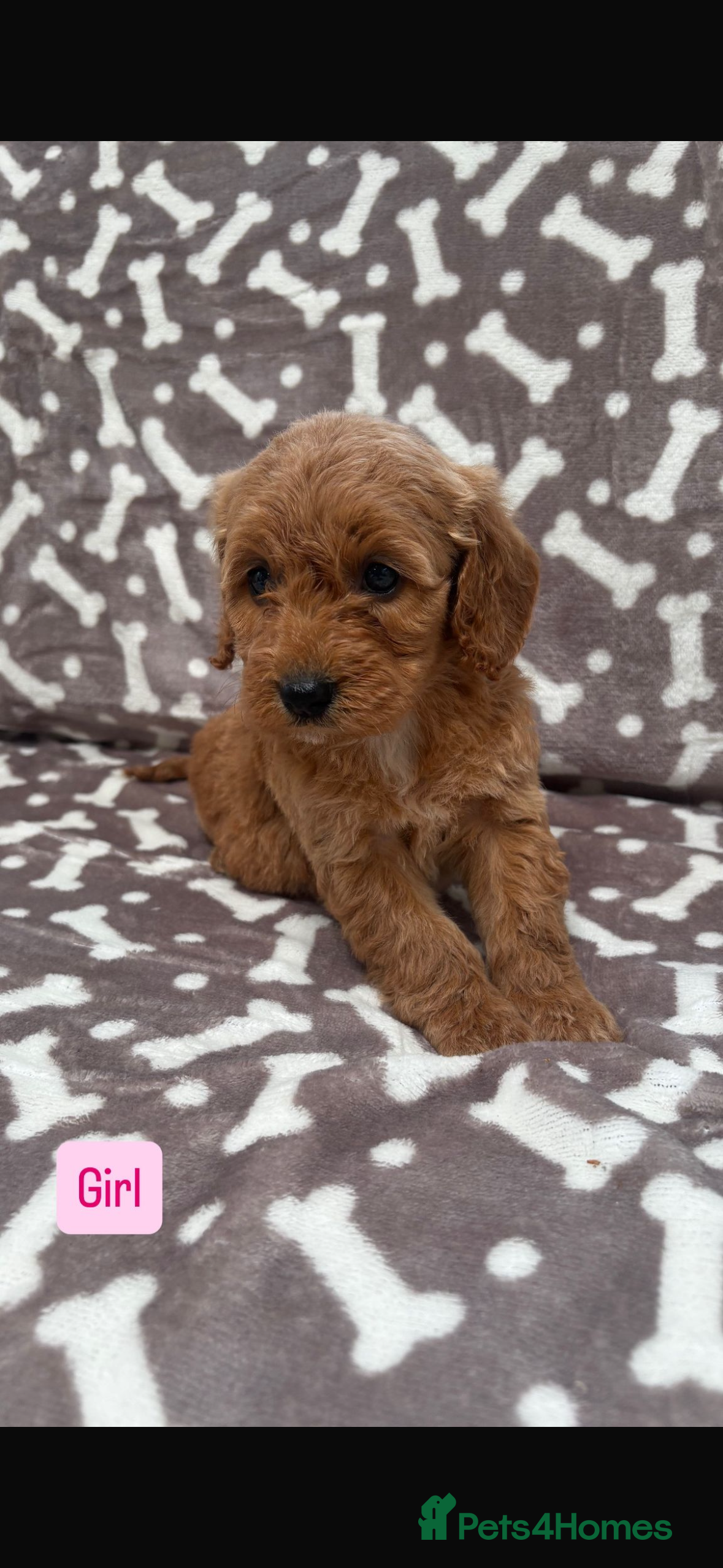 Cockapoo dogs Stunning litter of cockapoos 🐶🐾 - Advert 16