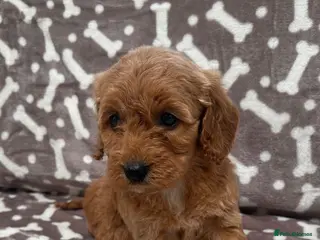 Cockapoo dogs Stunning litter of cockapoos 🐶🐾 - Advert 16