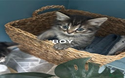 British Shorthair cats for sale: 7 kittens  - Image 5