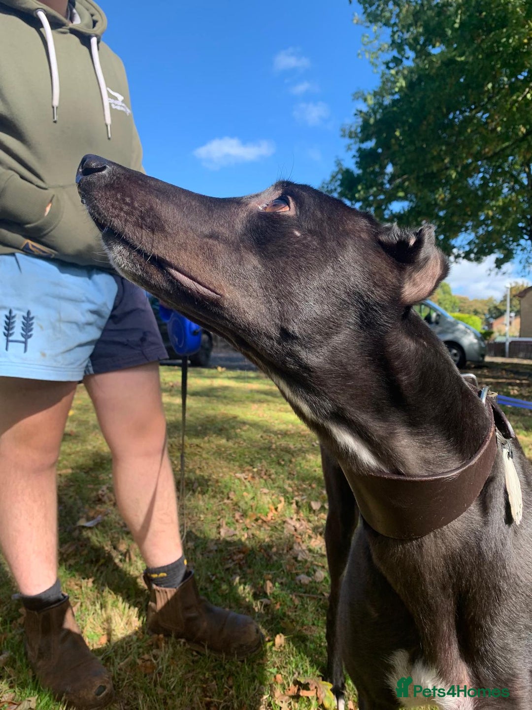 Greyhound dogs for sale: Greyhound for sale - Advert 2