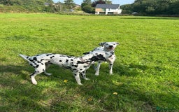 Dalmatian dogs for sale: Beautiful Happy Neutered Boy  - Image 3