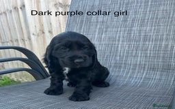 Cocker Spaniel dogs for sale: Beautiful Cocker Spaniel Puppies  - Image 8