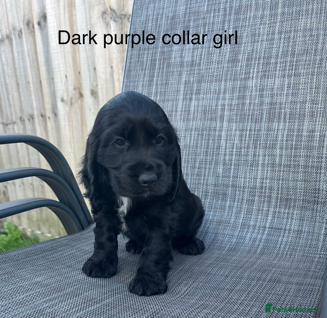Cocker Spaniel dogs for sale: Beautiful Cocker Spaniel Puppies  - Image 8