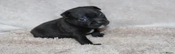 Staffordshire Bull Terrier dogs for sale: KC Staffords | Blue & Black | Champion Bloodlines - Advert 33