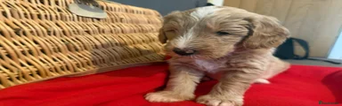 Mixed Breed Puppy 5