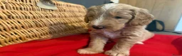 Mixed Breed dogs for sale: Goldendoodle puppies ready to go - Advert 10