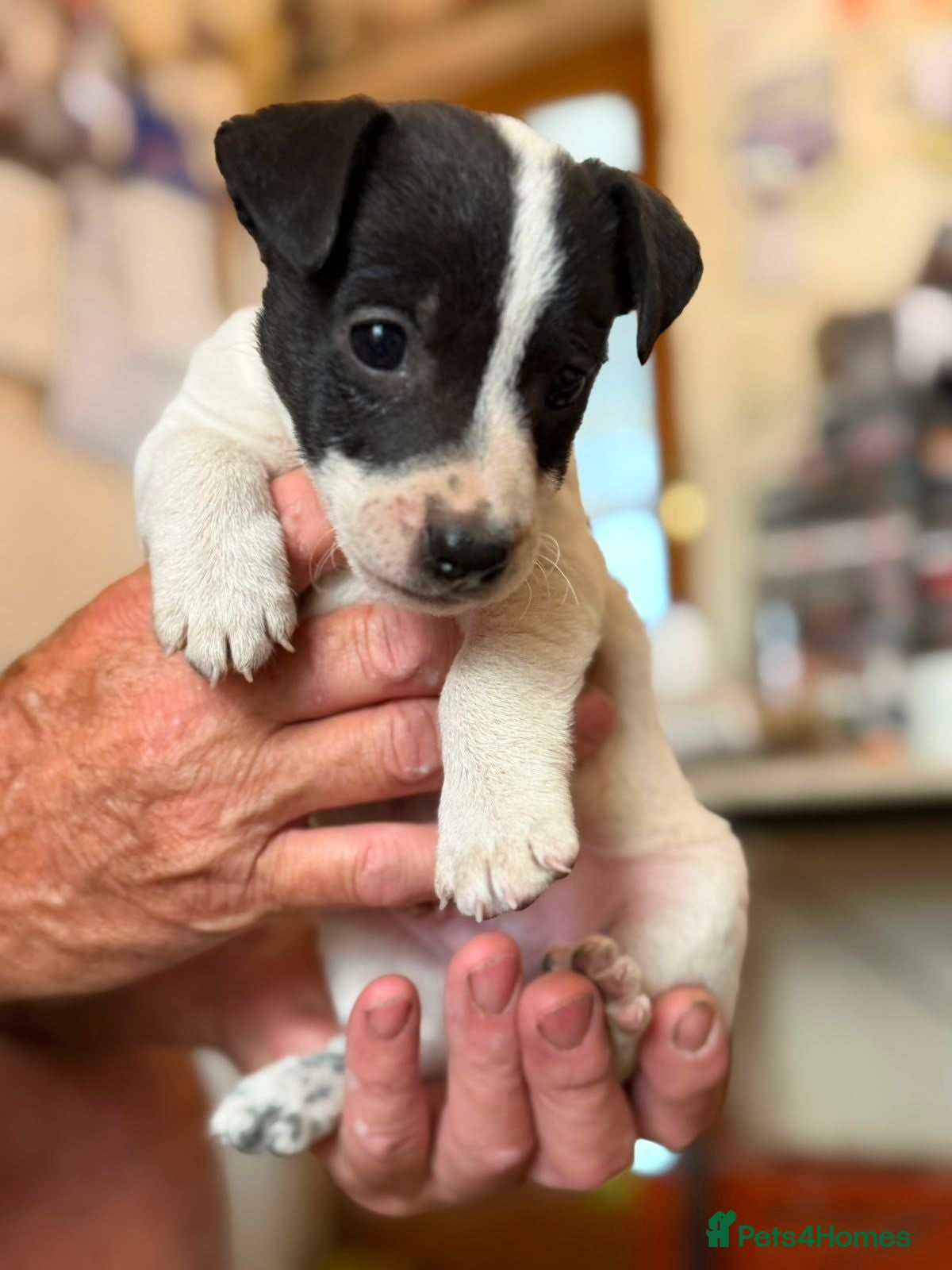 Jack Russell dogs READY NOW! Traditional Working Jack Russell Puppy - Advert 1