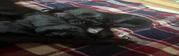 Labrador Retriever dogs for sale: 8 Black Labrador Pups in Hexham - Advert 9
