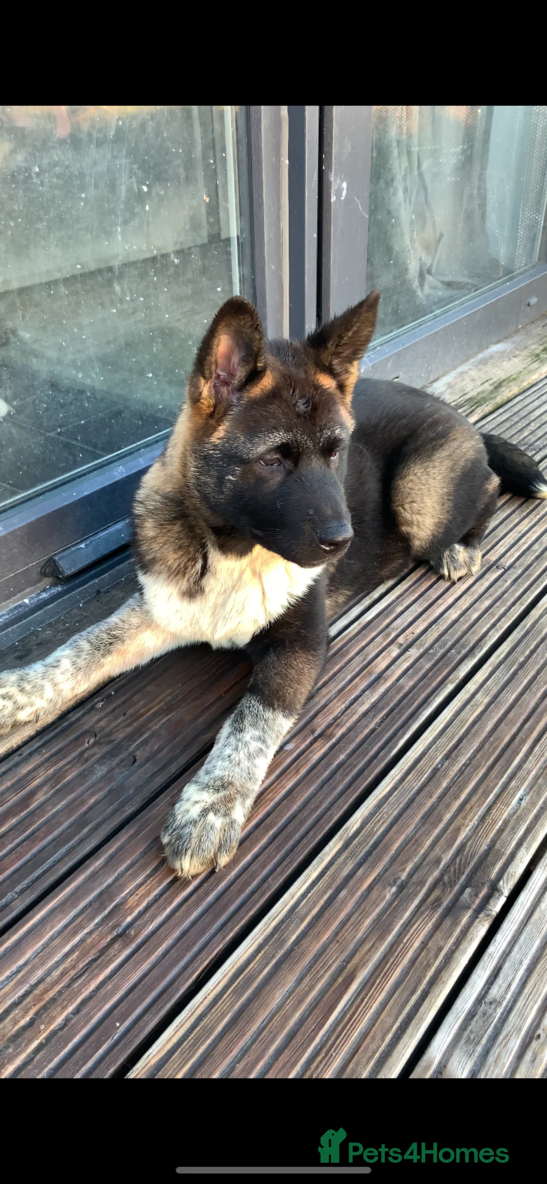 Akita dogs for sale: Beautiful Akita male puppy for sale  - Advert 3