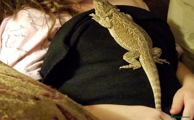 Bearded Dragon reptiles - Advert 1