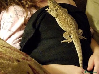 Bearded Dragon reptiles - Advert 13