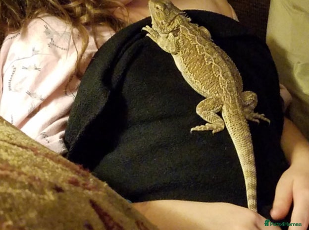 Bearded Dragon reptiles - Advert 20