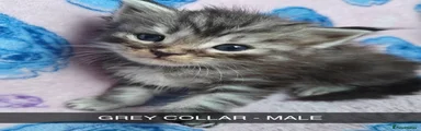 Maine Coon 4
