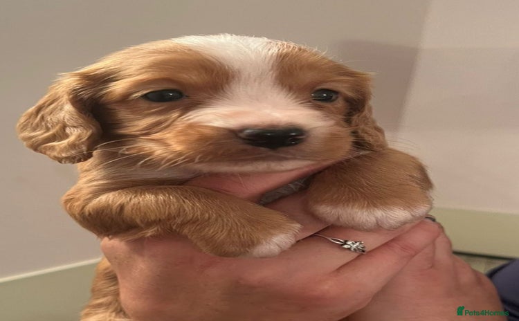 Cocker Spaniel dogs - Advert 1