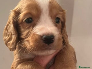 Cocker Spaniel dogs - Advert 3