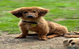 Mixed Breed dogs for adoption: MAGGIE -Friendly girl/4 months/loves dogs & kids - Image 13