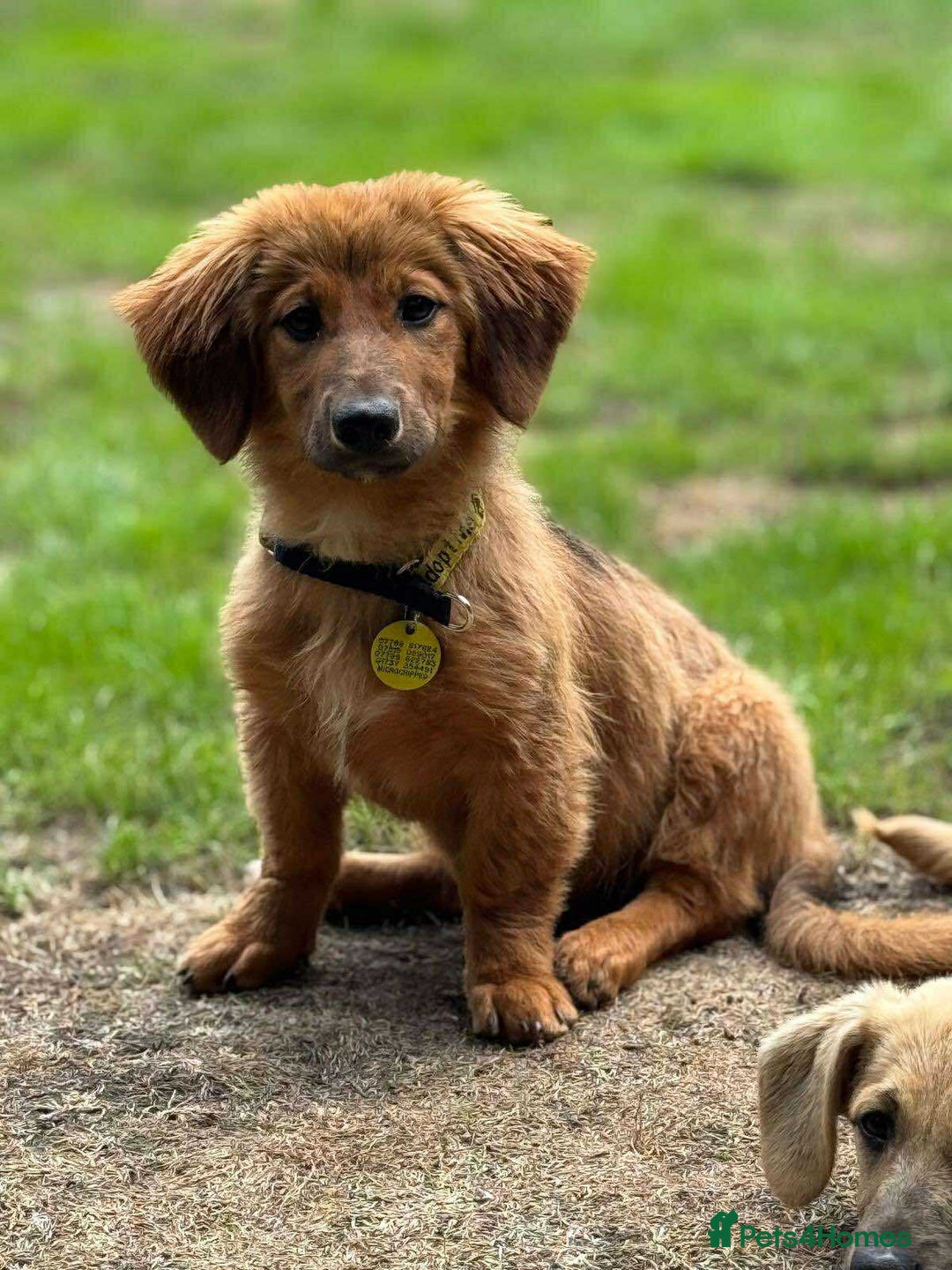 Mixed Breed dogs for adoption: MAGGIE -Friendly girl/4 months/loves dogs & kids - Image 13