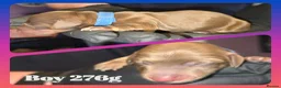 Miniature Dachshund dogs for sale: Longhaired Miniature Dachshunds  - Advert 6