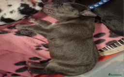 Great Dane dogs for sale: Exceptional pups, extensively health tested parent - Image 3