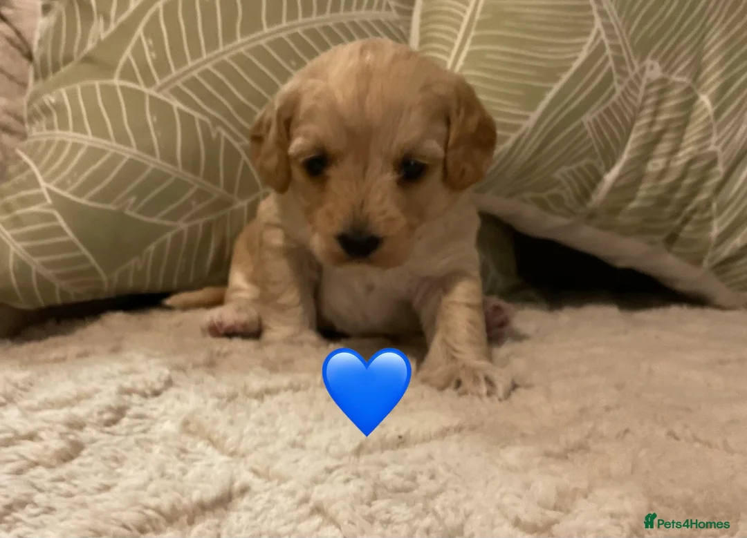 Jackapoo dogs for sale: Jackapoo Puppies - Advert 8