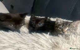 Mixed Breed cats for sale: Kittens for Sale - Image 7