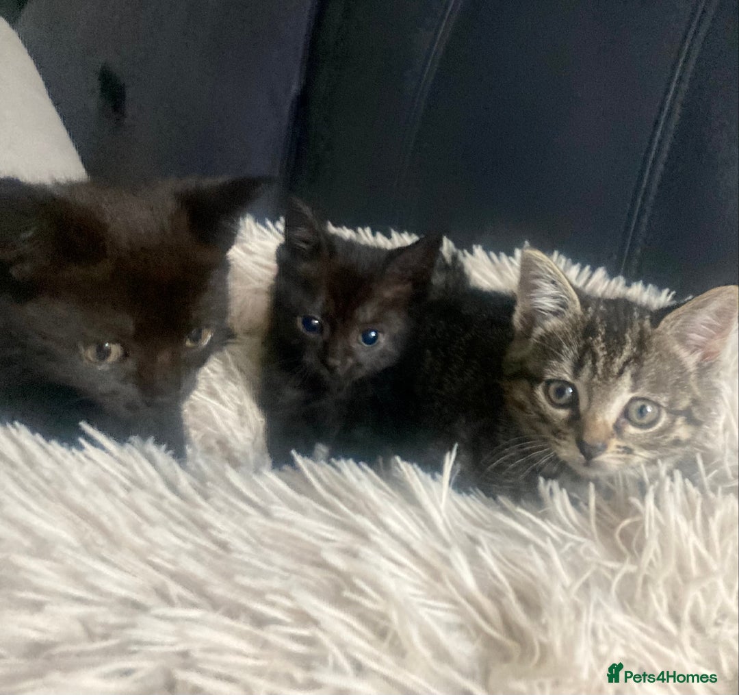 Mixed Breed cats for sale: Kittens for Sale - Image 7