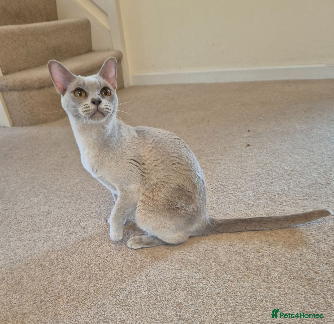 Burmese cats Gorgeous Lilac Female Adult Burmese - Advert 7