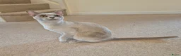 Burmese cats for sale: Gorgeous Lilac Female Adult Burmese - Advert 1