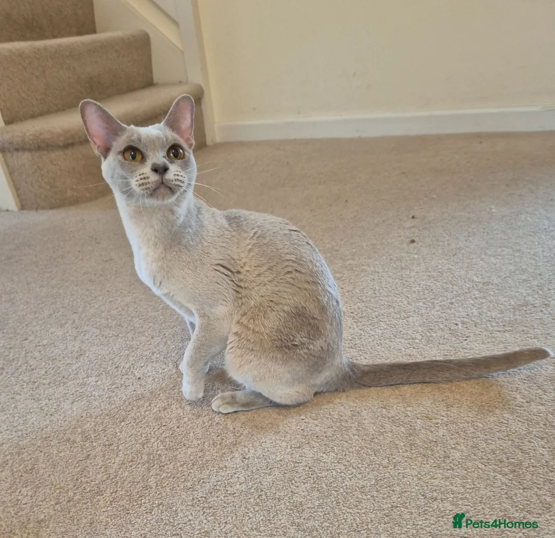 Burmese cats for sale: Gorgeous Lilac Female Adult Burmese - Advert 1