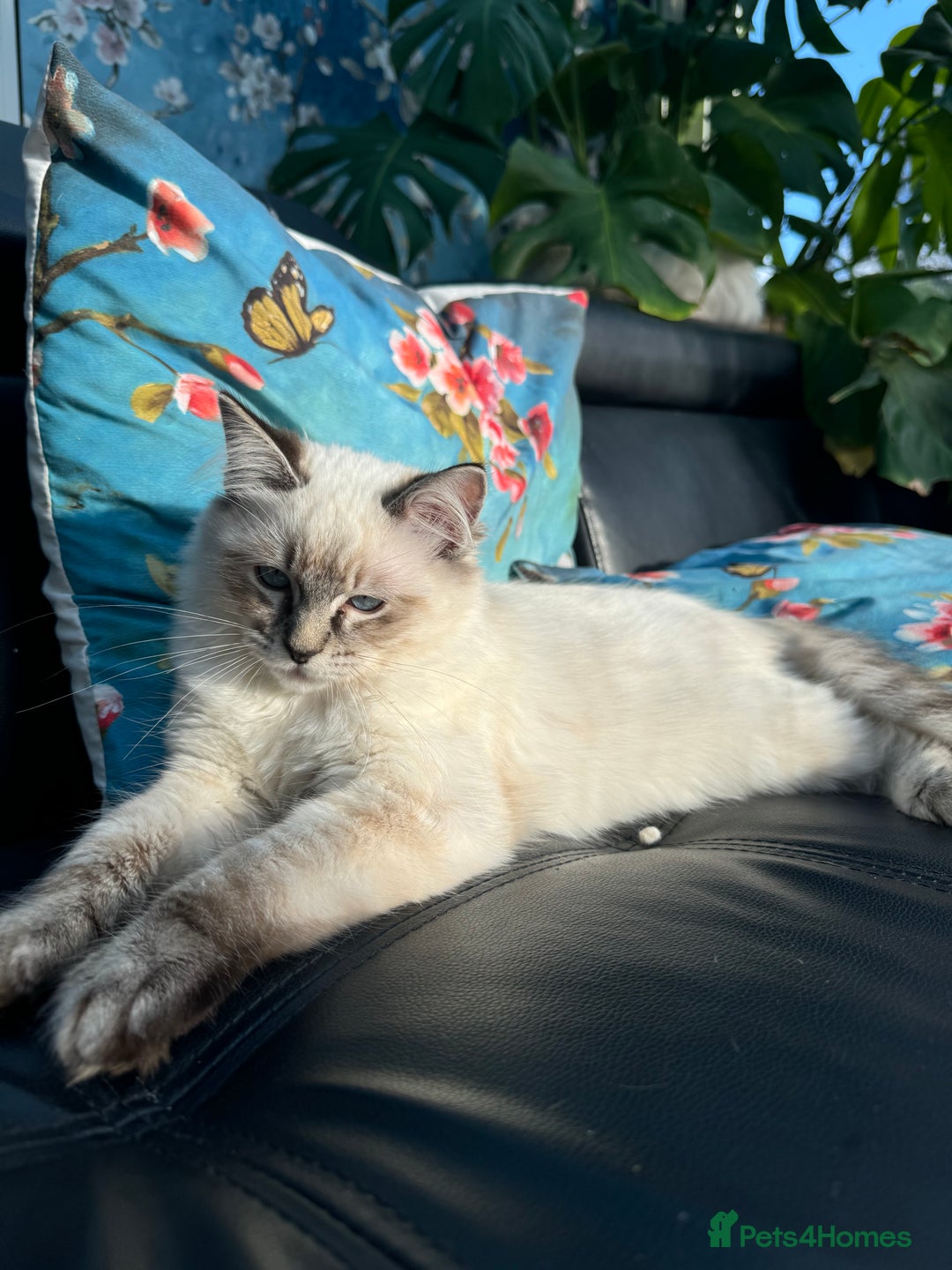 Ragdoll cats for sale: 2 Ragdoll babies available… NOW  - Advert 9