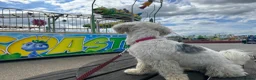 Mixed Breed dogs for sale: Sweetest girl ever  - Advert 3