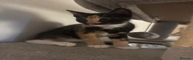 Domestic Shorthair 3