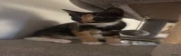 Domestic Shorthair cats for sale: 4 Beautiful Domestic Shorthair Kittens  in Chesterfield - Advert 6