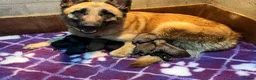 German Shepherd dogs for sale: German shepherd pups - Advert 2
