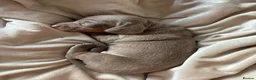 Miniature Dachshund dogs for sale: Two beautiful KC registered puppies  in Hull - Advert 11