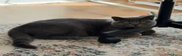 British Shorthair cats for sale: Cat Louie Looking for a Loving New Home - Advert 3